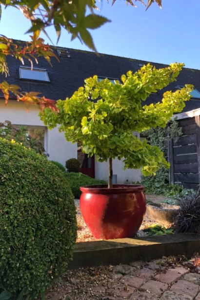 Гінкго дволопатеве Марікен на штамбі  в ландшафті